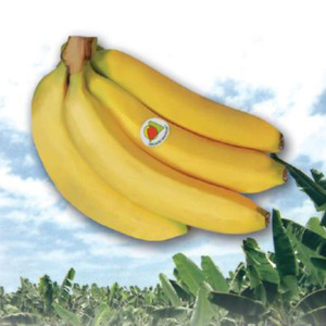유기농 바나나 (20톤이상 대용량 상담 전용)